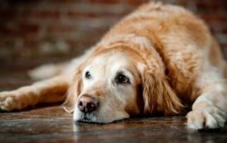 dog-arthritis