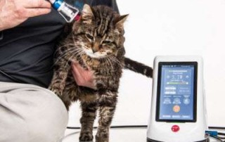 veterinary laser therapy
