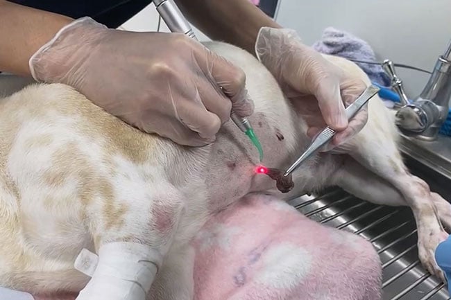 Veterinary Laser Surgery