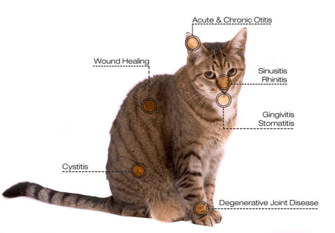 Laser Therapy for Cats