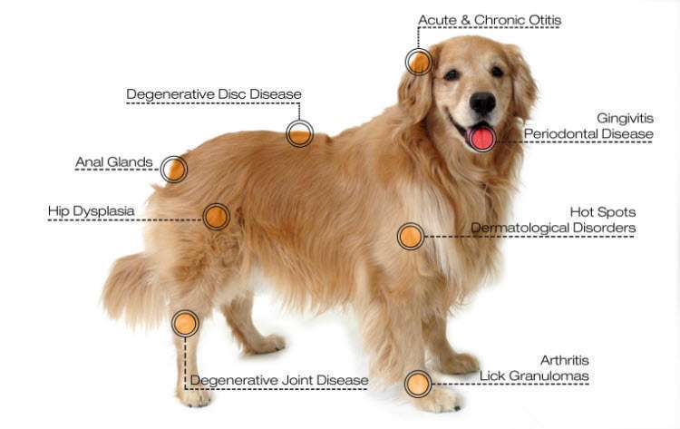 diseases treated by dog laser therapy machine