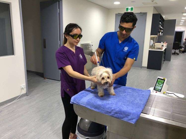 pet laser therapy with berylas laser
