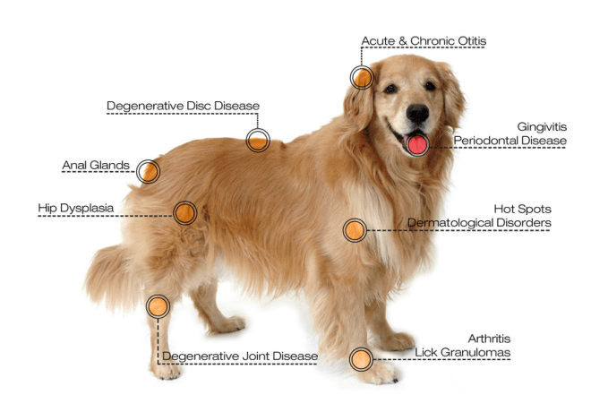 veterinary laser